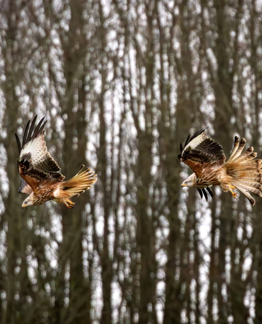 Two red kites in mid-flight against a backdrop of leafless trees, wings spread wide as they soar in sync. Two red kites in mid-flight against a backdrop of leafless trees, wings spread wide as they soar in sync.